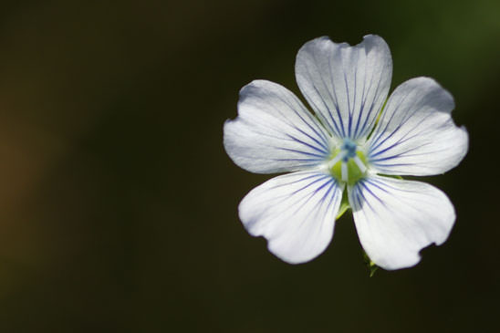 Lin à feuilles étroites - Linum usitatissimum  subsp. angustifolium