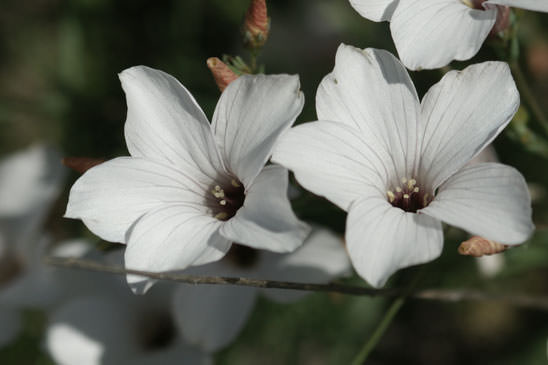 Lin à feuilles ténues - Linum tenuifolium 