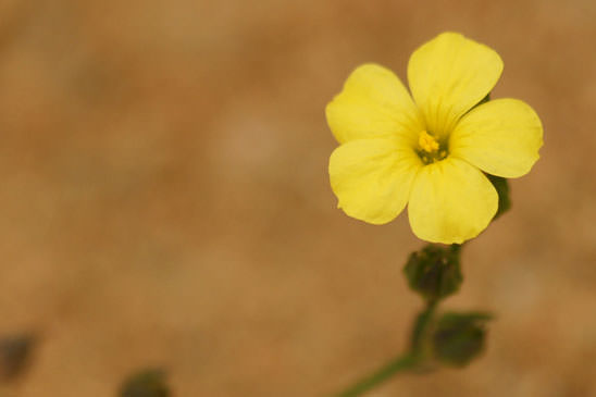 Lin à trois styles - Linum trigynum 