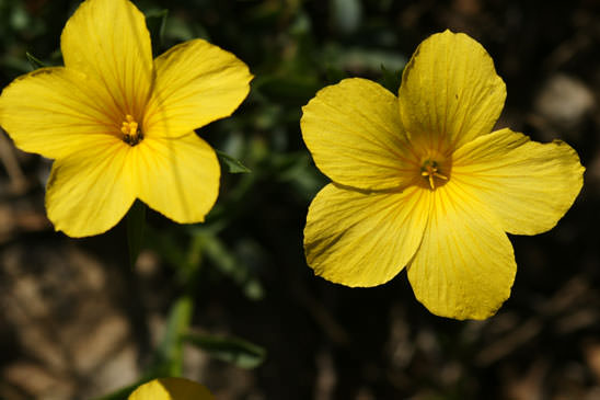 Lin campanulé - Linum campanulatum 