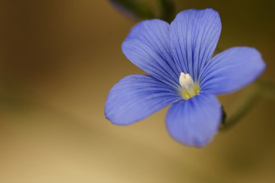 Lin de Narbonne - Linum narbonense 