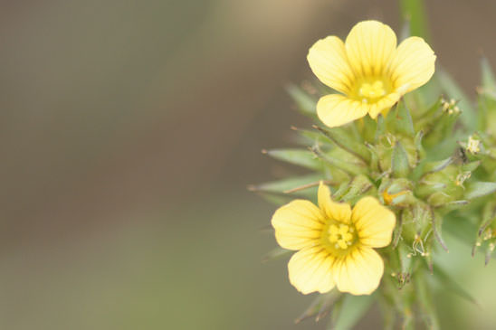 Lin droit - Linum strictum subsp. strictum