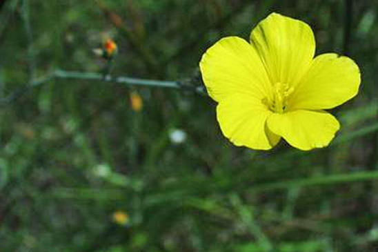 Lin maritime - Linum maritimum 