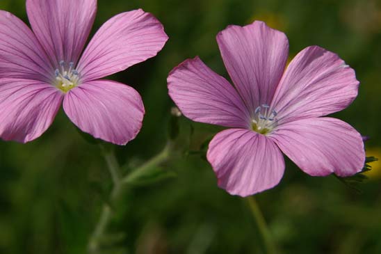 Lin visqueux - Linum viscosum 