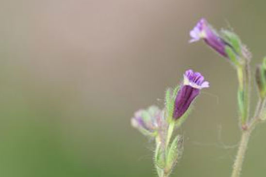 Linaire à feuilles rougeâtres - Chaenorrhinum rubrifolium subsp. rubrifolium