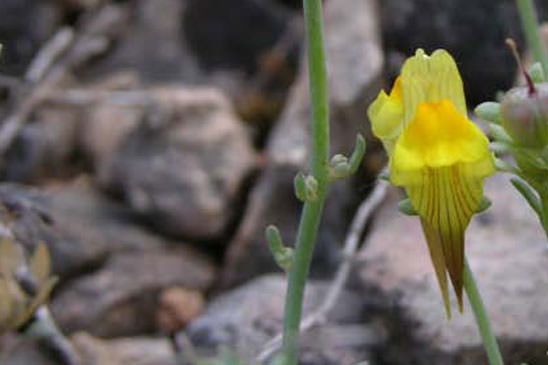 Linaire couchée - Linaria supina 