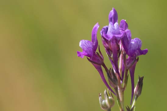 Linaire de Pélissier - Linaria pelisseriana 