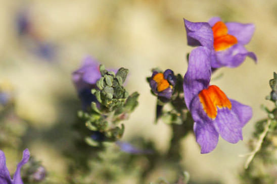 Linaire des Alpes - Linaria alpina 