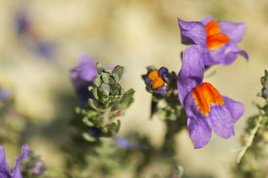 Linaire des Alpes - Linaria alpina subsp. alpina