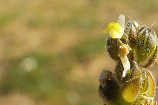 Linaire des sables - Linaria arenaria 