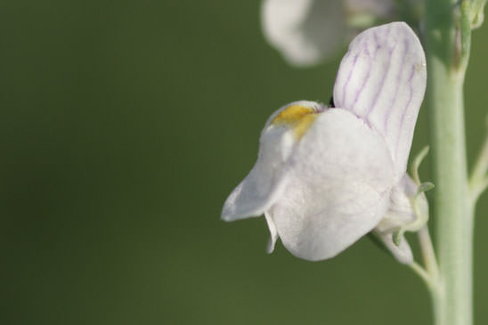 Linaire striée - Linaria repens 