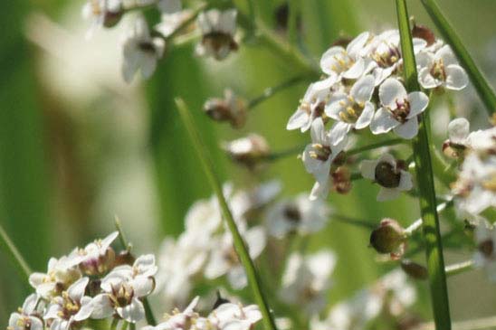 Lobulaire maritime - Lobularia maritima subsp. maritima