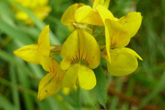 Lotier corniculé - Lotus corniculatus subsp. corniculatus