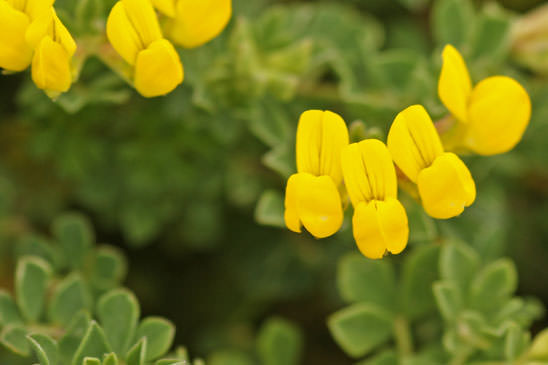 Lotier faux cytise - Lotus cytisoides 