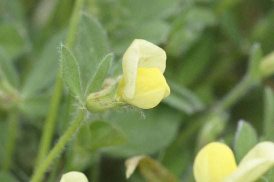 Lotier maritime - Lotus maritimus var. hirsutus