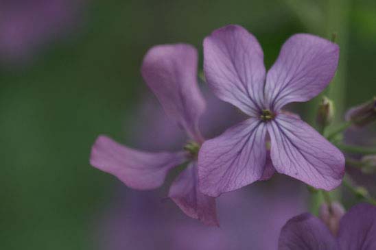 Lunaire annuelle - Lunaria annua 