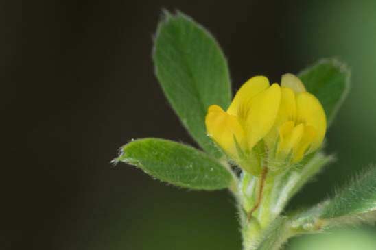 Luzerne de Gérard - Medicago rigidula 