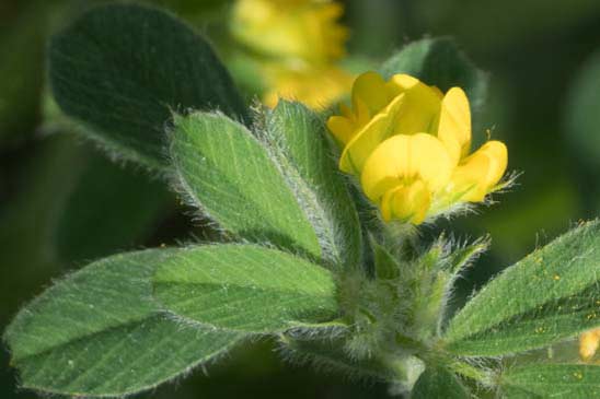 Luzerne naine - Medicago minima 