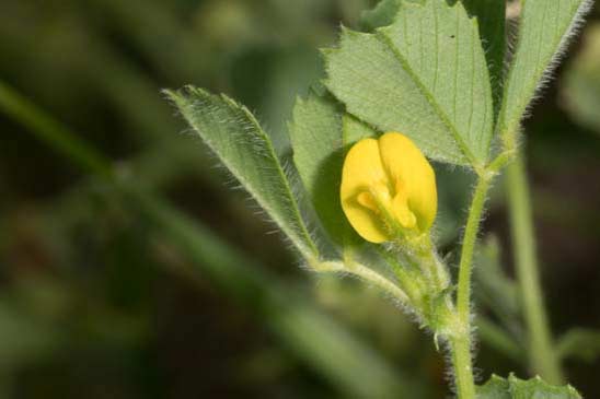 Luzerne tronquée - Medicago truncatula 