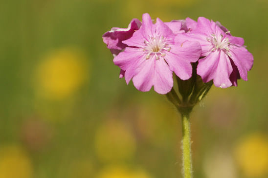 Lychnis fleur de Jupiter - Lychnis flos-jovis 