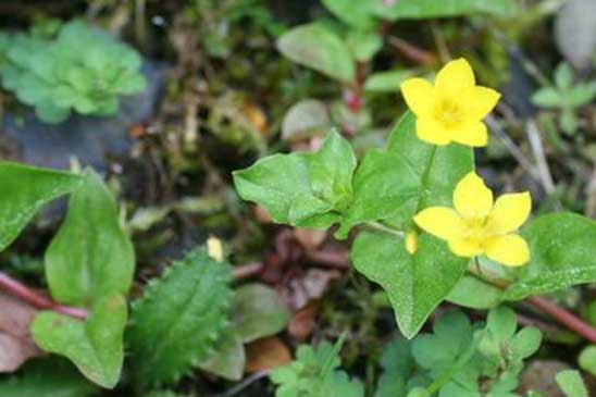 Lysimaque des bois - Lysimachia nemorum 