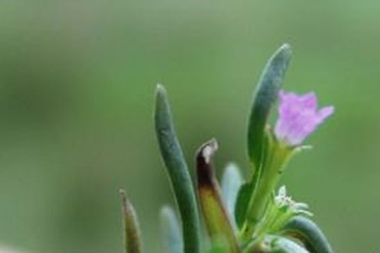 Lythrum à feuilles d'Hysope - Lythrum hyssopifolia 