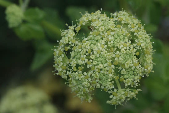 Maceron cultivé - Smyrnium olusatrum 