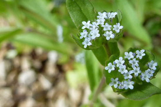 Mâche doucette - Valerianella locusta 