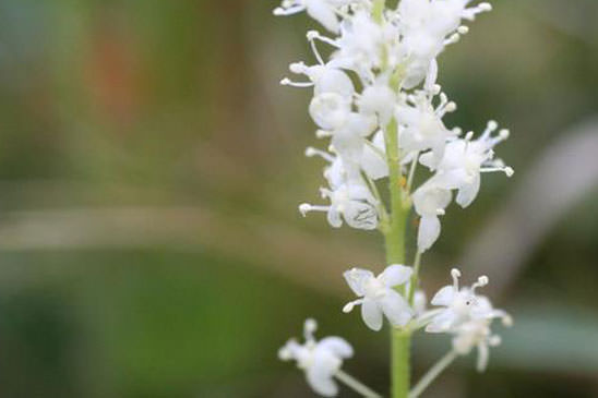 Maïanthème - Maianthemum bifolium 