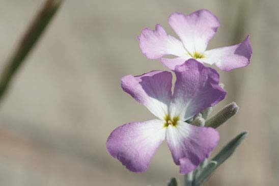 Malcolmie des côtes - Malcolmia littorea 