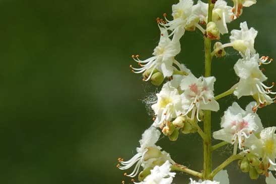 Marronnier d'Inde - Aesculus hippocastanum 