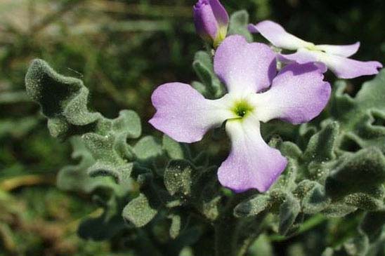 Matthiole à fruits à trois cornes - Matthiola tricuspidata 