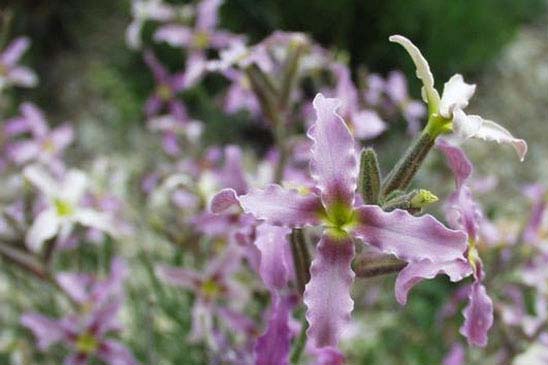 Matthiole en buisson - Matthiola fruticulosa 