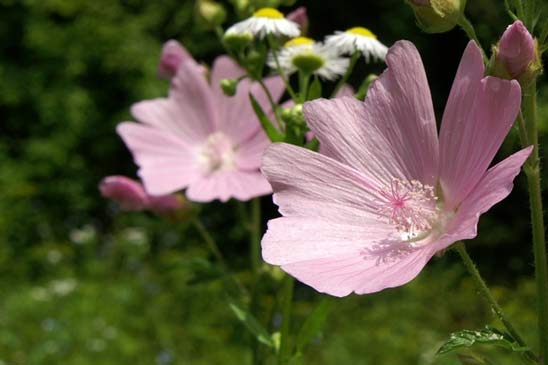 Mauve alcée - Malva alcea 