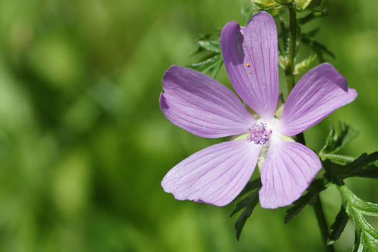 Mauve musquée - Malva moschata 