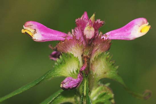 Mélampyre à crêtes - Melampyrum cristatum 