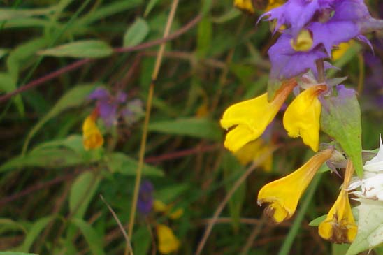 Mélampyre des bois - Melampyrum sylvaticum 