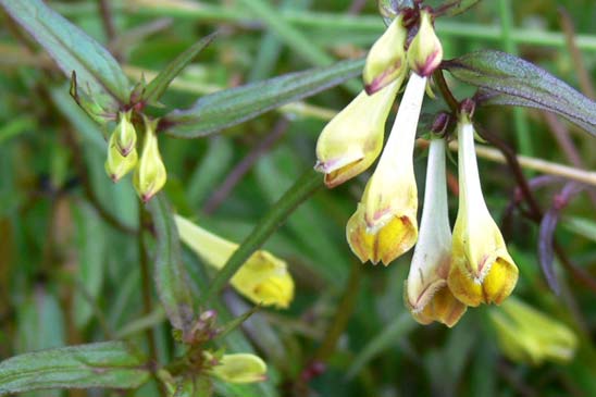 Mélampyre des prés - Melampyrum pratense 