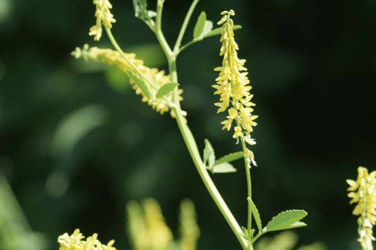 Mélilot officinal - Melilotus officinalis 