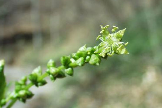 Mercuriale vivace - Mercurialis perennis 