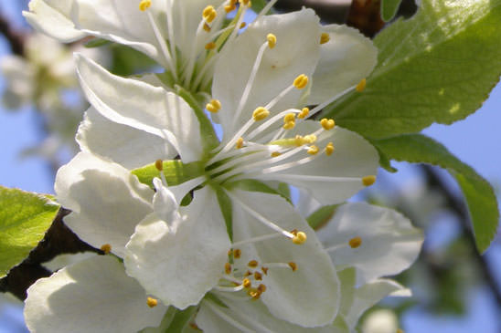 Merisier - Prunus avium 