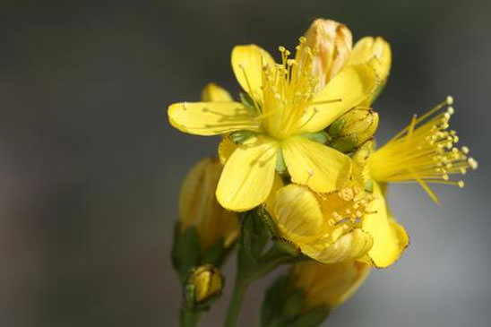 Millepertuis à feuilles d'Hysope - Hypericum hyssopifolium 