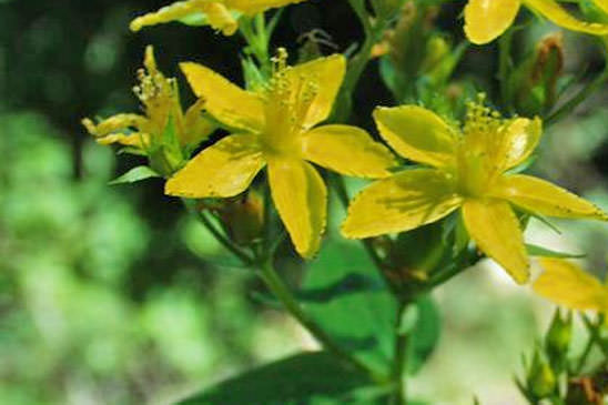 Millepertuis à quatre ailes - Hypericum tetrapterum 