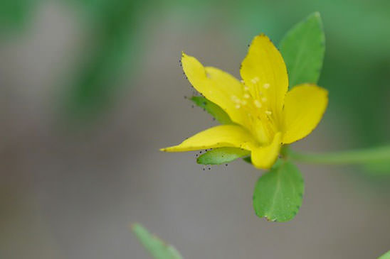 Millepertuis couché - Hypericum humifusum 