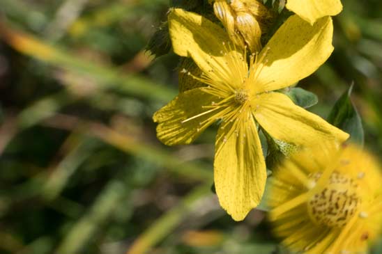 Millepertuis de Richer - Hypericum richeri subsp. richeri