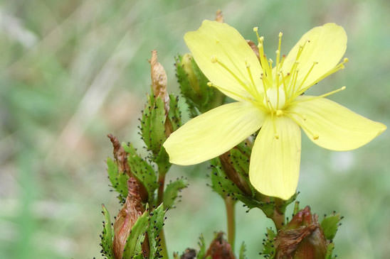 Millepertuis des montagnes - Hypericum montanum 