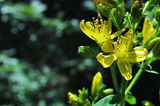 Millepertuis hérissé - Hypericum hirsutum 