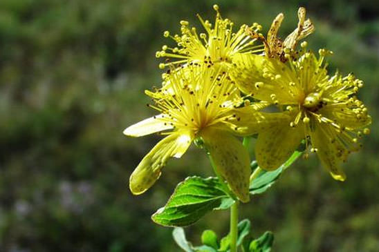 Millepertuis taché - Hypericum maculatum subsp. maculatum