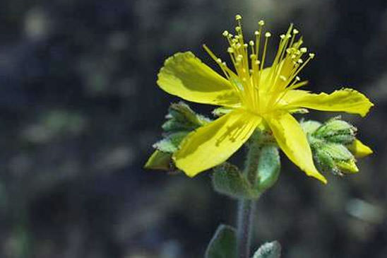 Millepertuis tomenteux - Hypericum tomentosum 