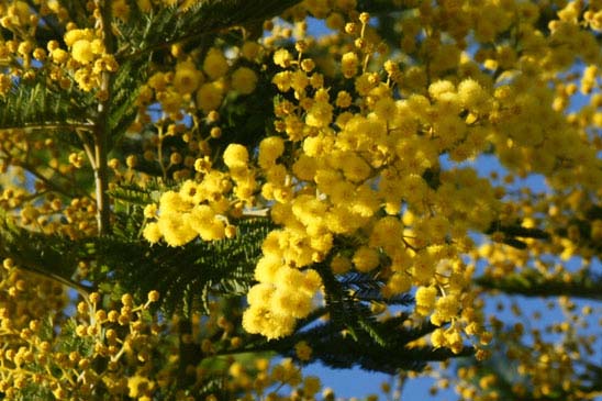 Mimosa - Acacia dealbata 